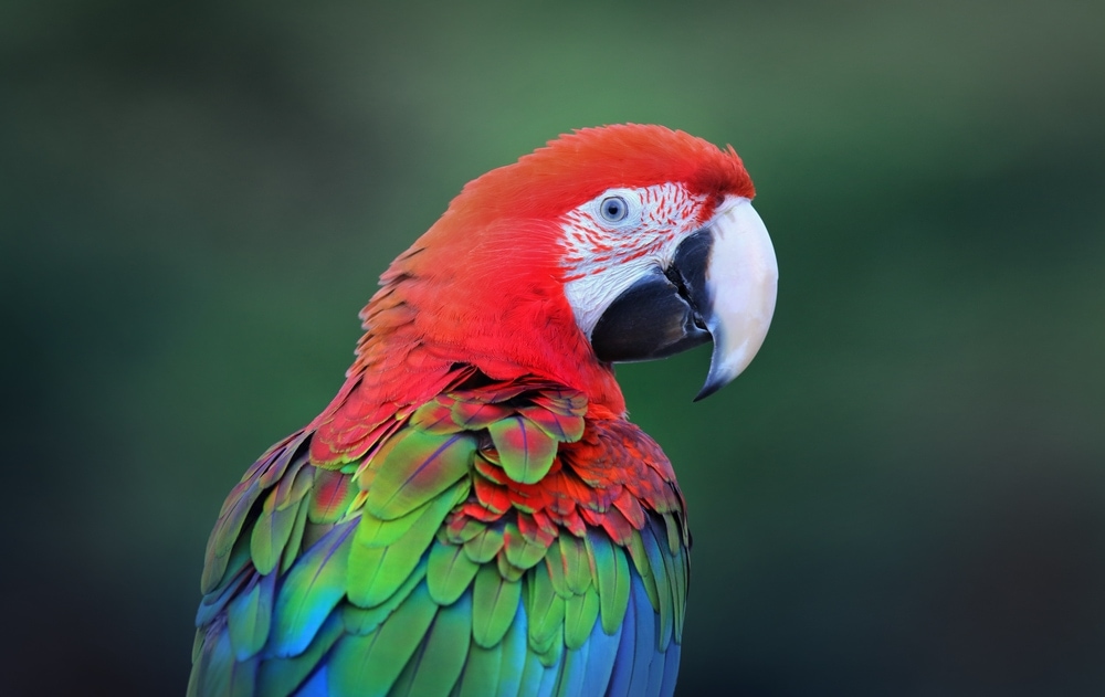 green winged macaw portrait