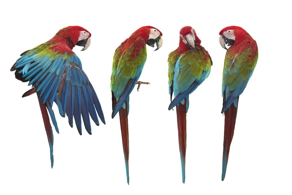 green winged macaw white background