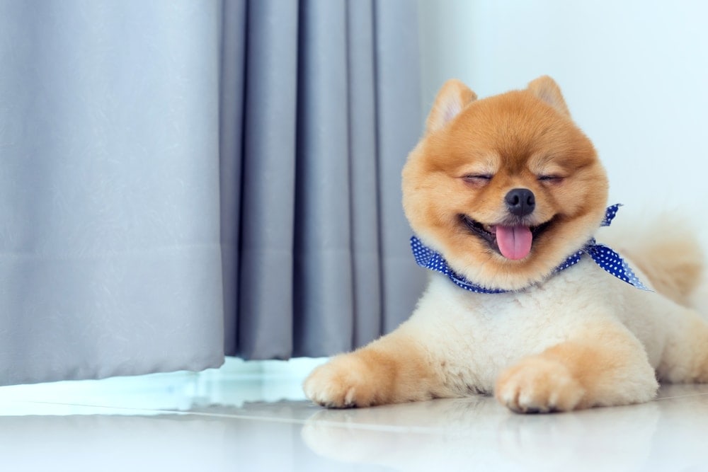 how-much-does-mobile-dog-grooming-cost-petsoid