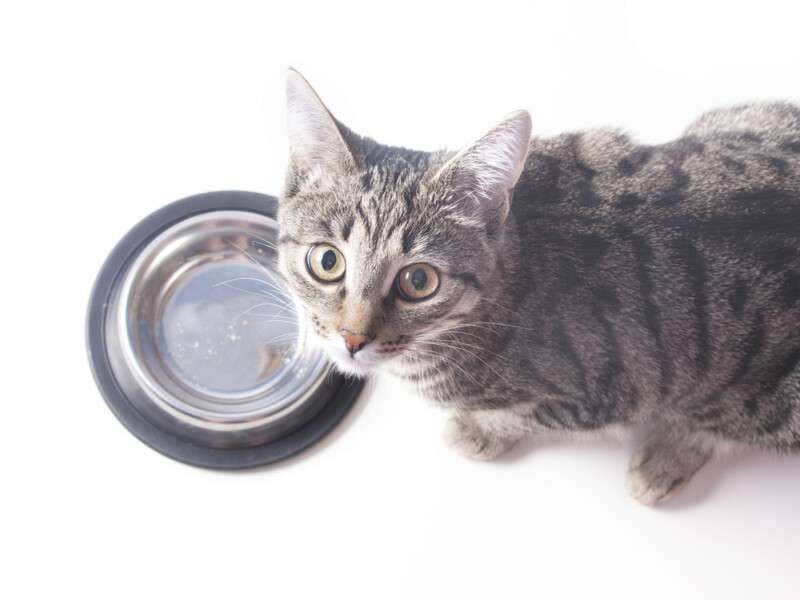 What to do if your Cat is Always Hungry » Petsoid