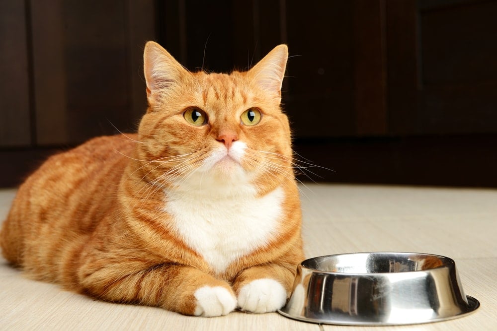 What To Do If Your Cat Is Always Hungry Petsoid