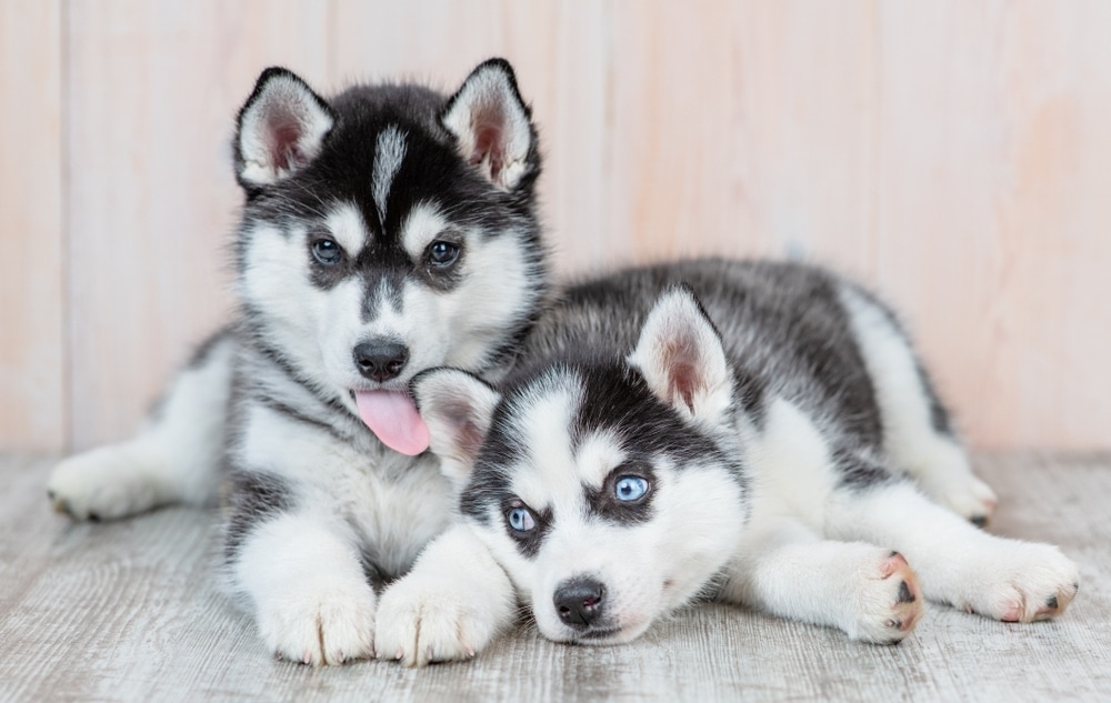 huskey licking