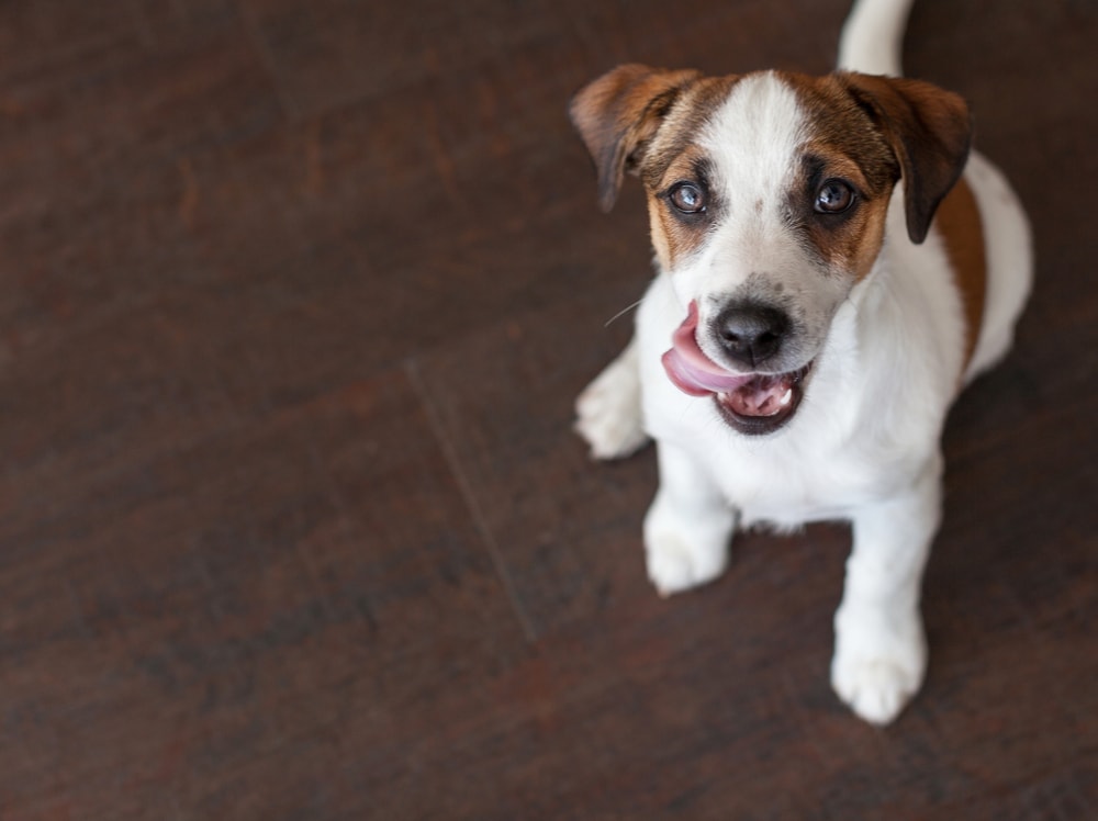 jack russel licking