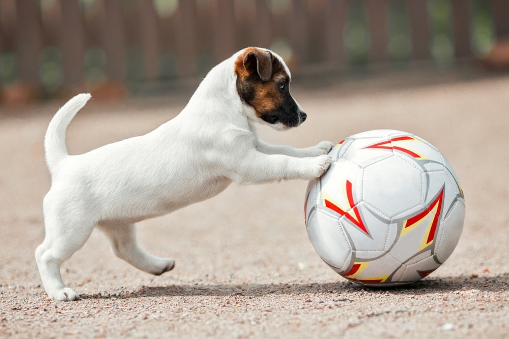 jack russel puppy