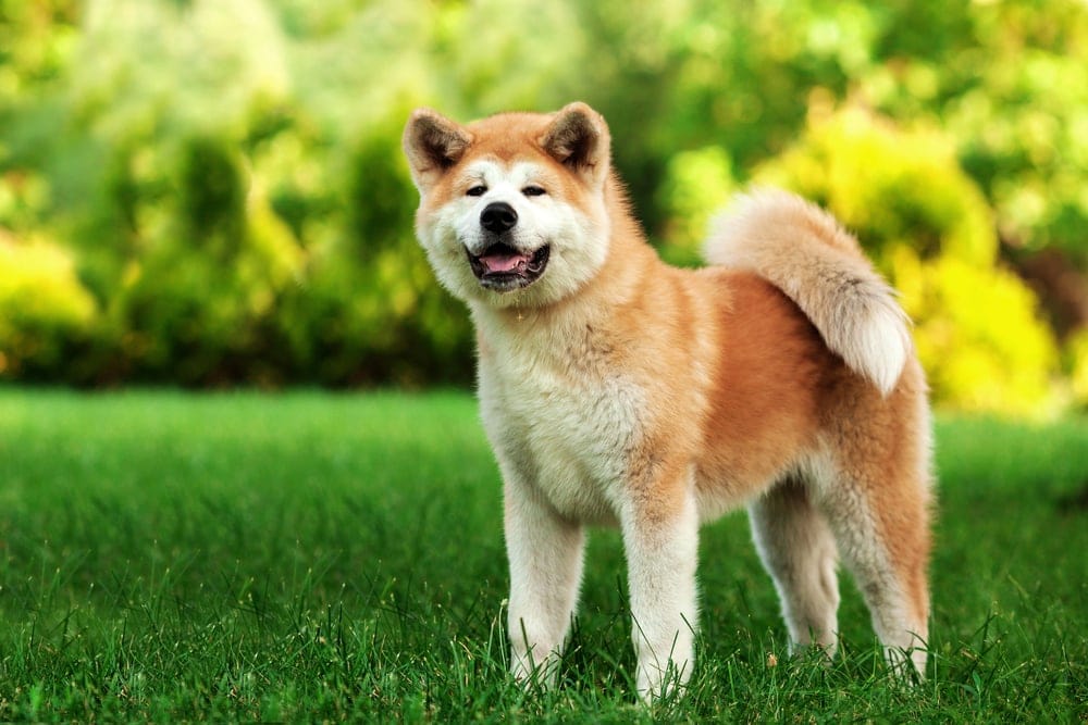 japanese akita