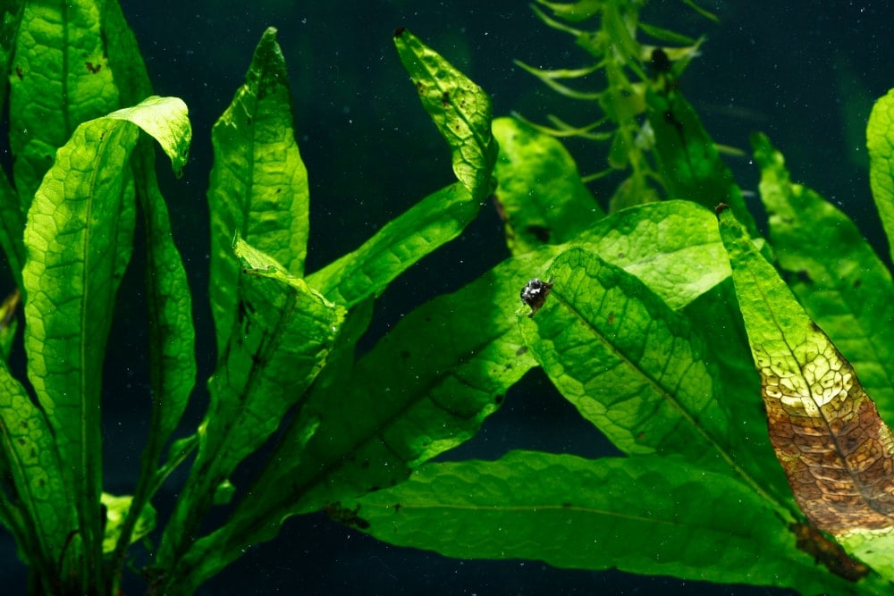 java fern spores