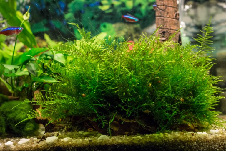 java-moss-care-guide-information-petsoid