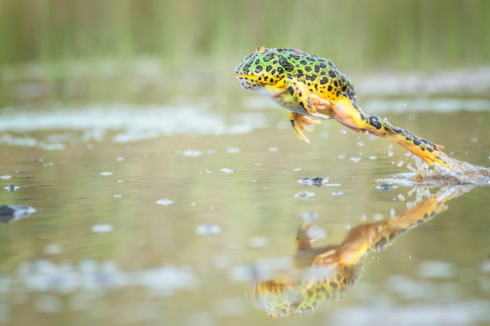 jumping pac man frog