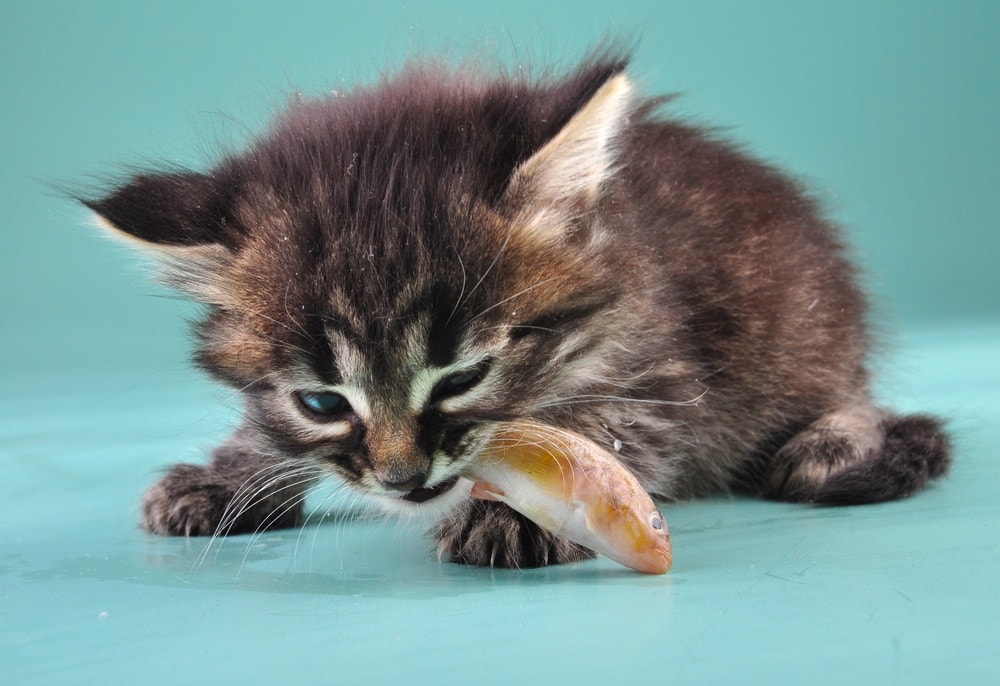 kitten eating fish