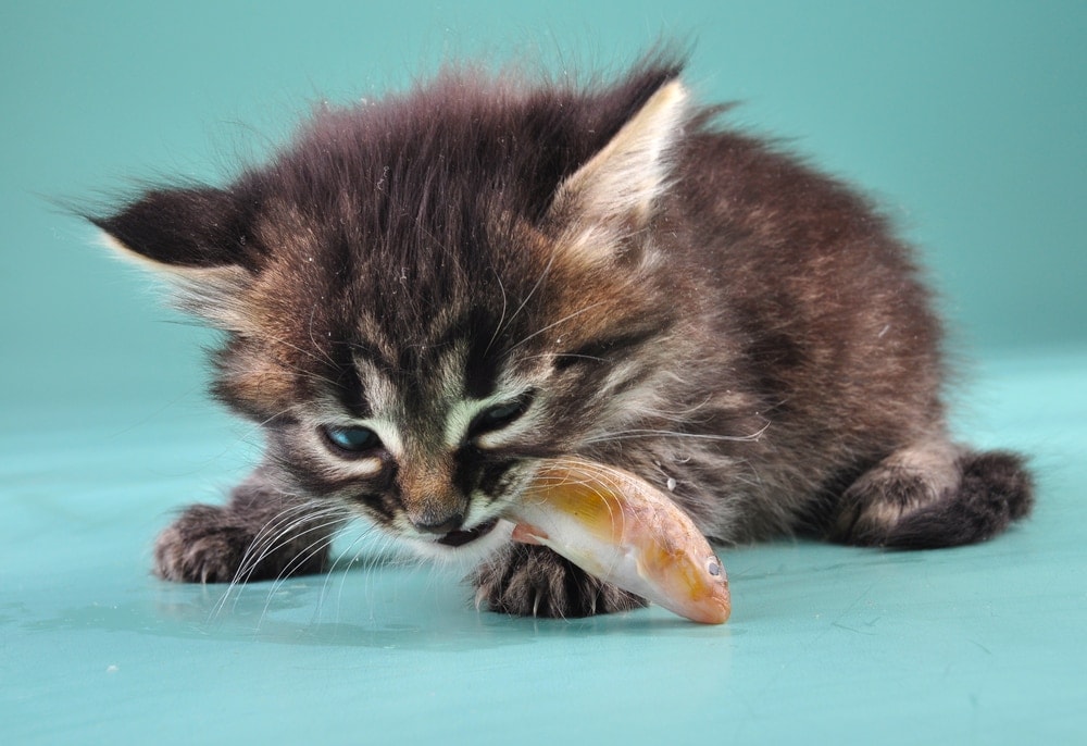 Can Kittens Eat Fresh Fish