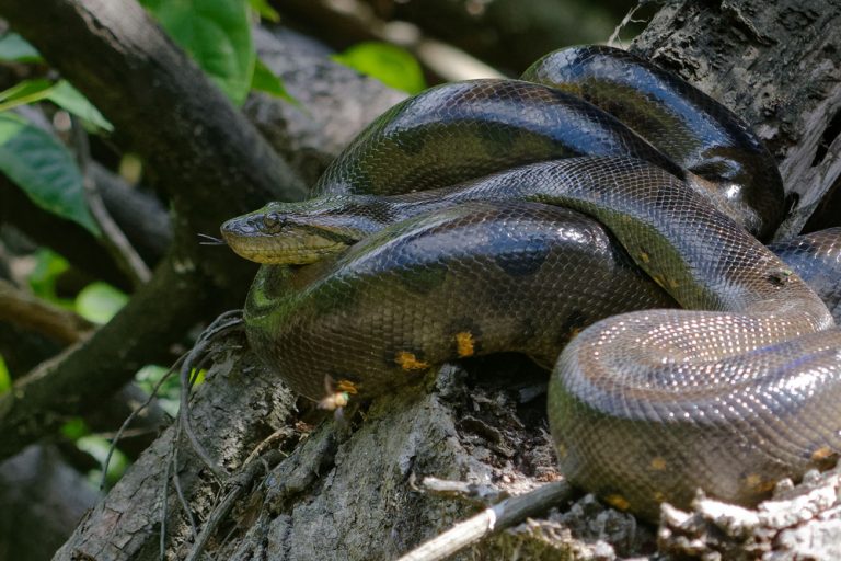 Are Anacondas Poisonous? » Petsoid