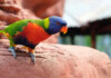 Lory Care Guide - Types, Lifespan & More