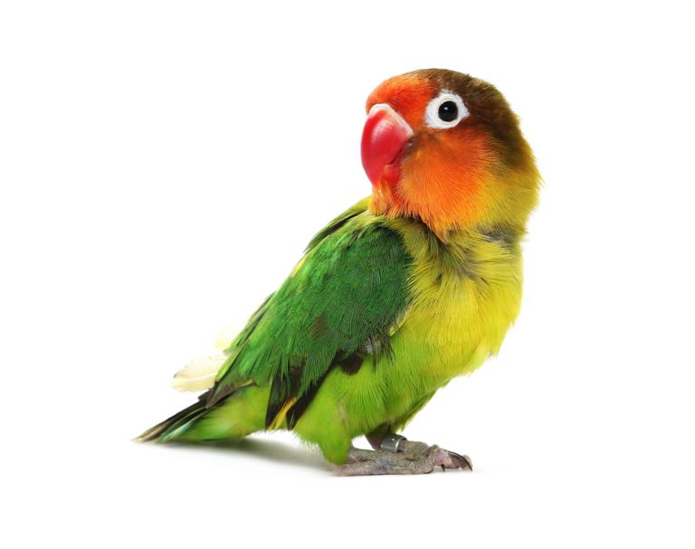 Lovebird Care Guide Types, Lifespan & More » Petsoid