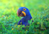 Macaw Care Guide - Types, Lifespan & More