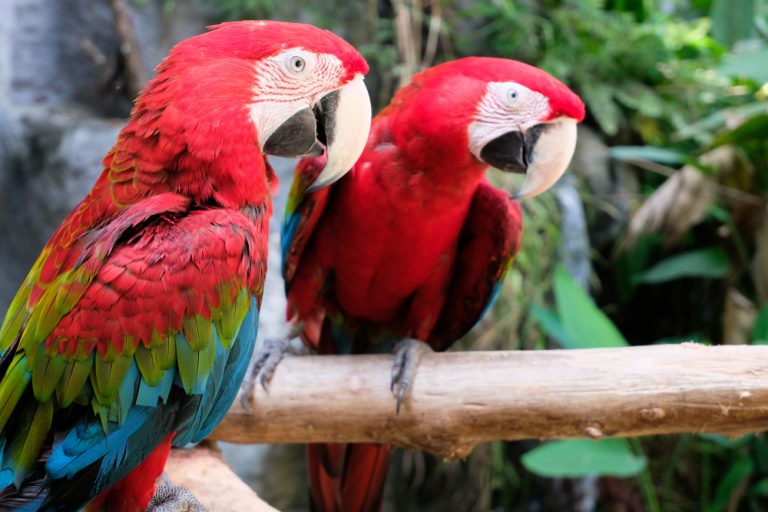 Macaw Care Guide - Types, Lifespan & More » Petsoid