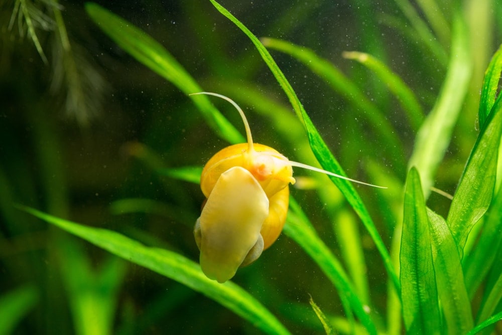 mystery snail in aquarium