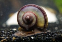 Mystery Snail - Care Guide