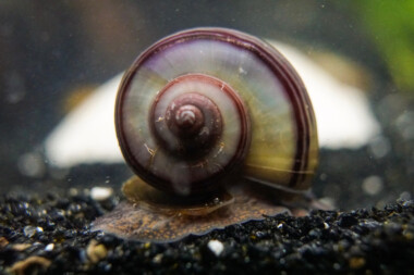 Mystery Snail - Care Guide » Petsoid