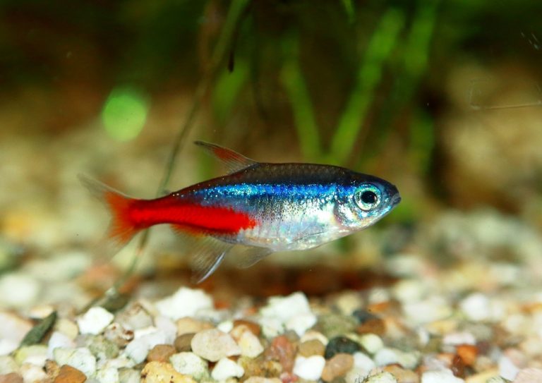 Neon Tetras vs. Cardinal Tetras Differences » Petsoid