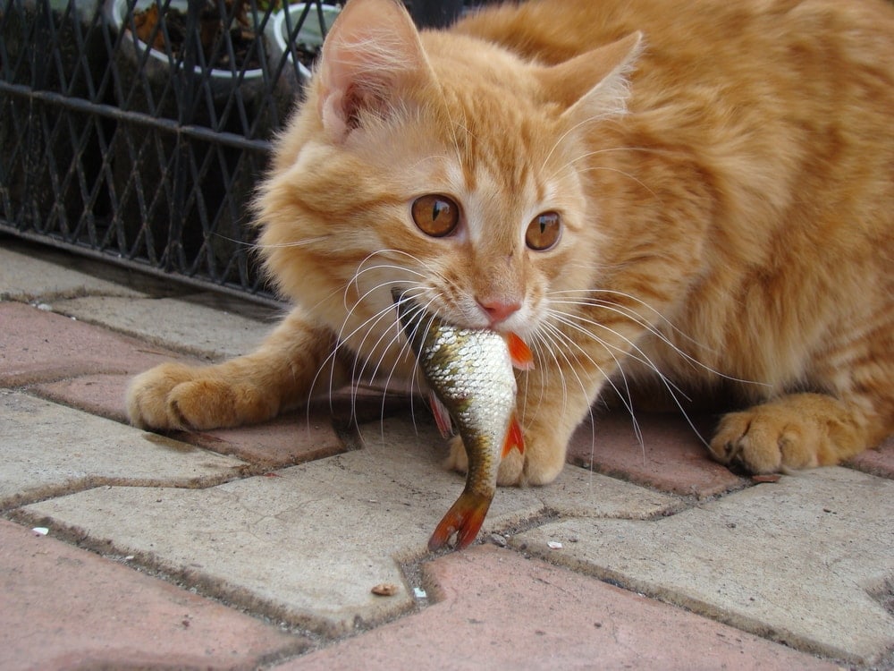 is-it-safe-for-cats-to-eat-fish-petsoid