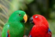Parrot Care Guide - Types, Lifespan & More