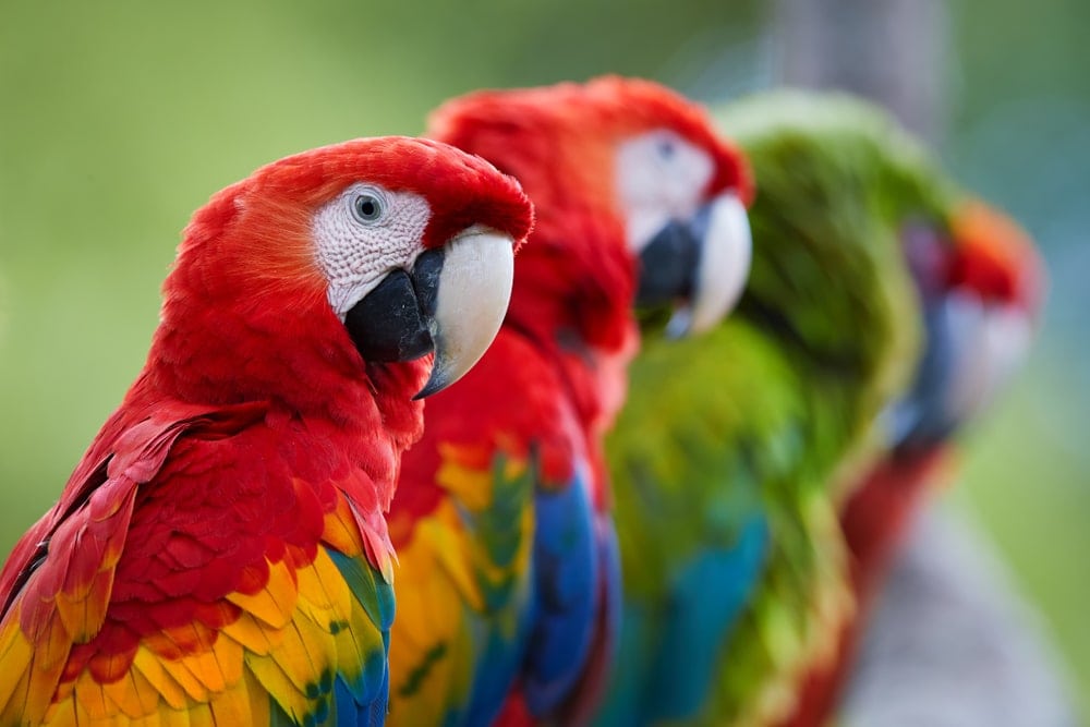 parrot macaw