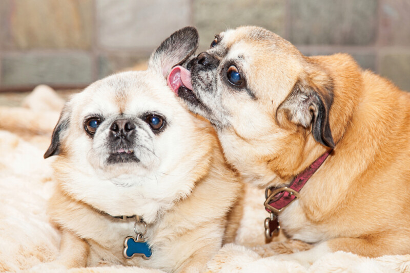 why-do-dogs-lick-each-other-s-ears-petsoid