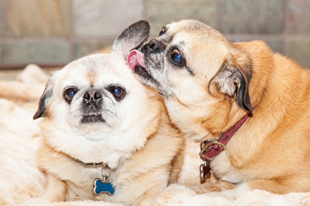 Is it bad for dogs to lick each others ears