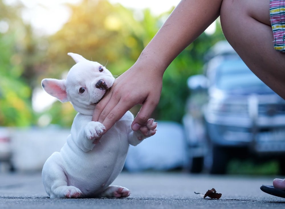 puppy biting