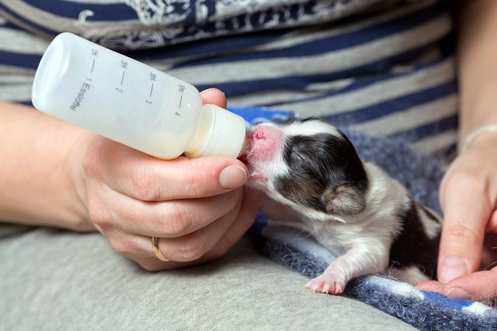 what-kind-of-milk-do-i-give-a-newborn-puppy-petsoid