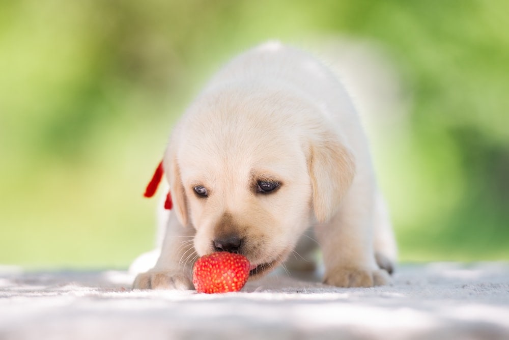 puppy eat strawberry