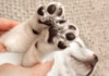 How Big your Puppy will be by his Paws?