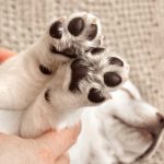 puppy paws