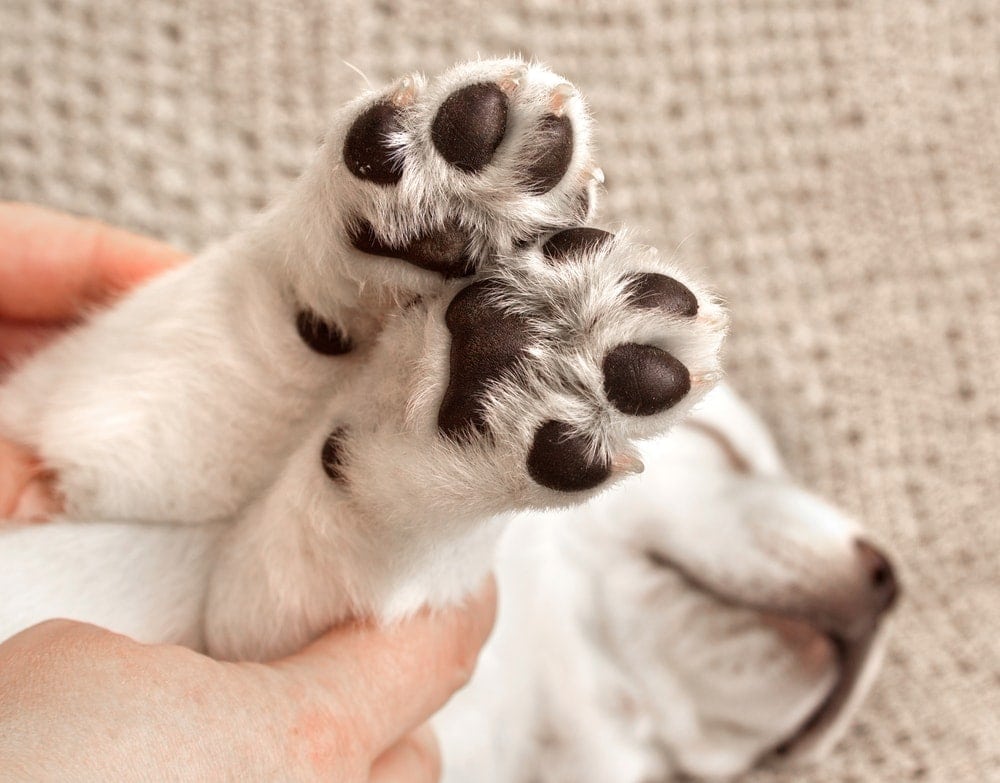 do puppy paws keep growing