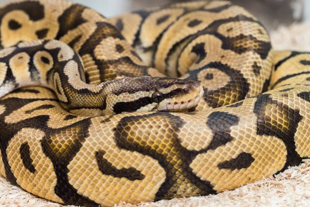 Ball python Care guide - Diet, Lifespan & More » Petsoid