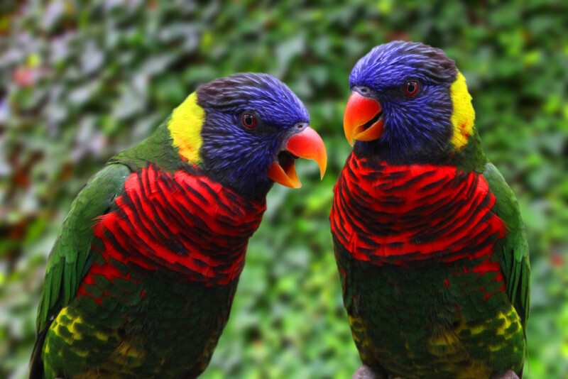 Rainbow Lory Care Guide - Diet, Lifespan & More » Petsoid