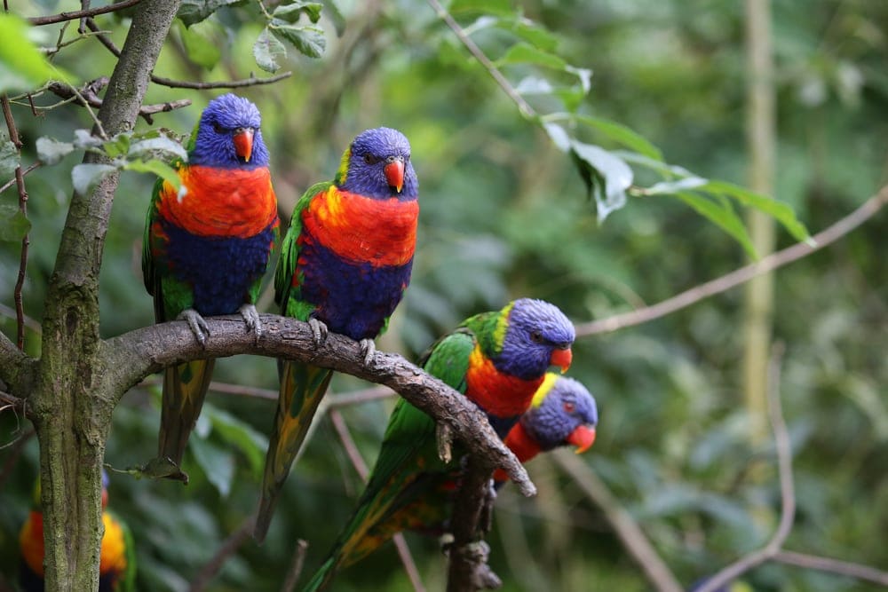 Rainbow Lory Care Guide - Diet, Lifespan & More » Petsoid