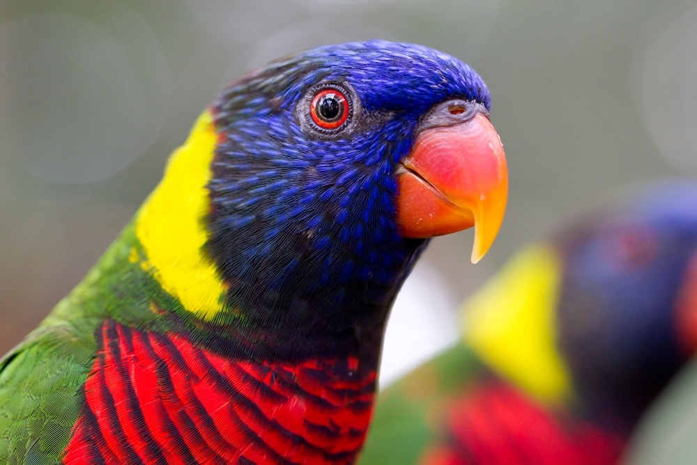 Rainbow Lory Care Guide - Diet, Lifespan & More » Petsoid