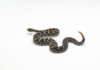 Do Rattlesnakes Nurse Their Young?