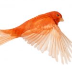red canary bird 1