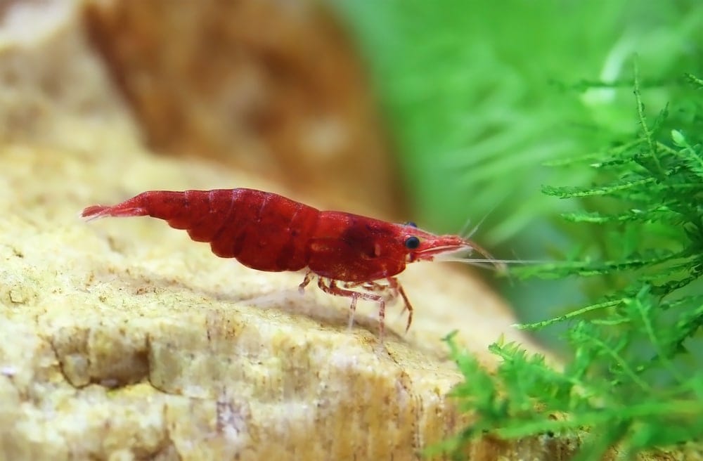 Red Cherry Shrimp Breeding & Information » Petsoid