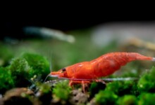 Red Cherry Shrimp Breeding & Information