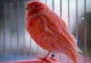 Red Factor Canary Care Guide, Info & Price
