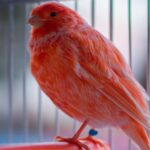 red factor canary in cage e1575819855282