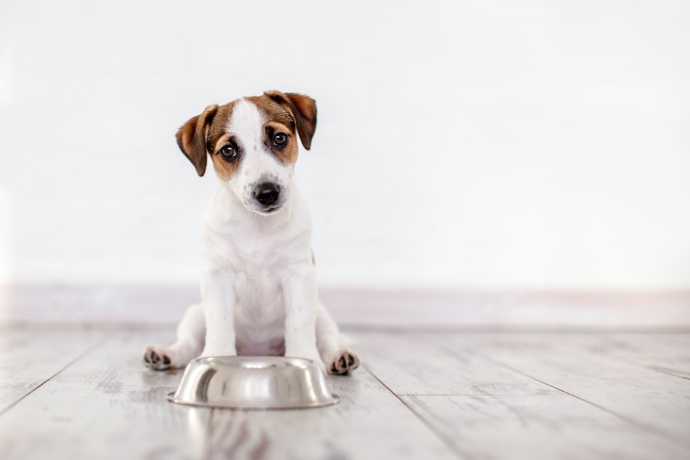 are potatoes skins bad for dogs