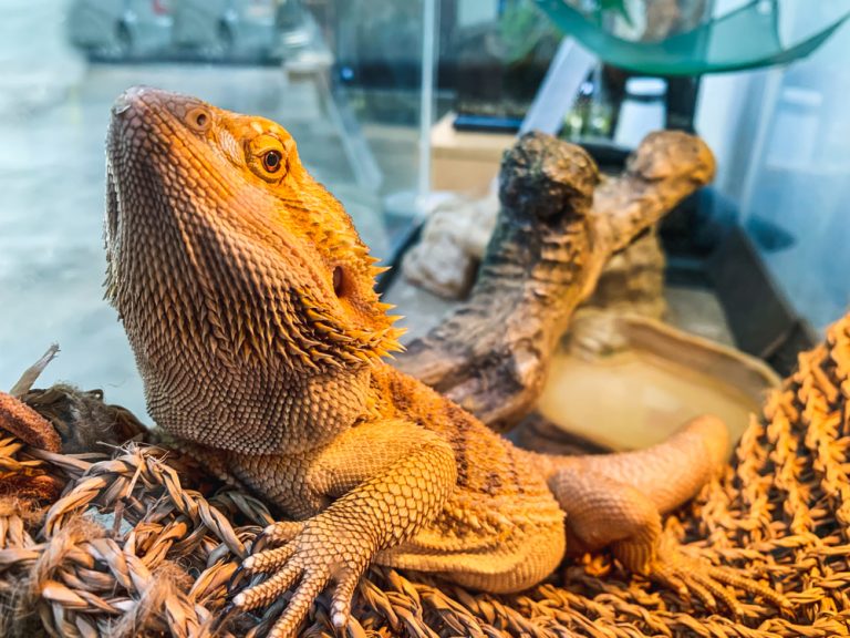 How To Tell If Your Bearded Dragon Is Sick » Petsoid