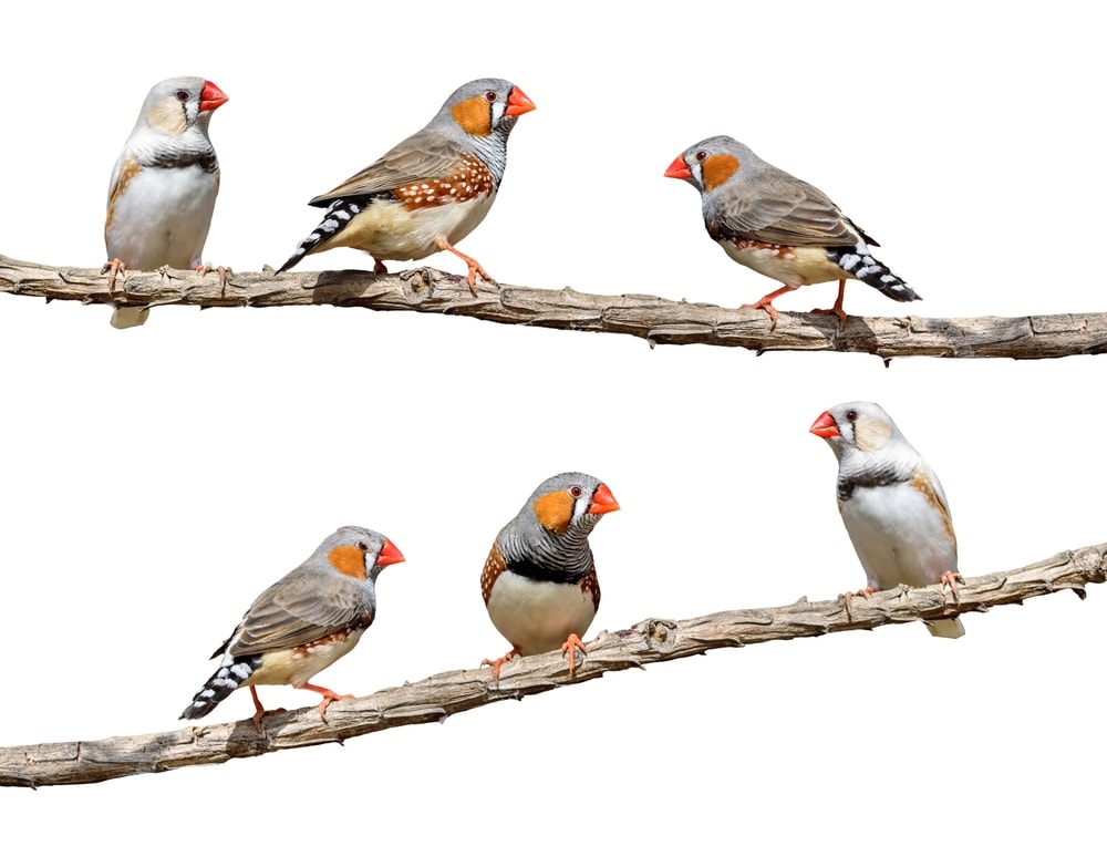 zebra finch cost