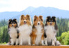 Shelties vs. Collies Differences