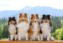 Shelties vs. Collies Differences