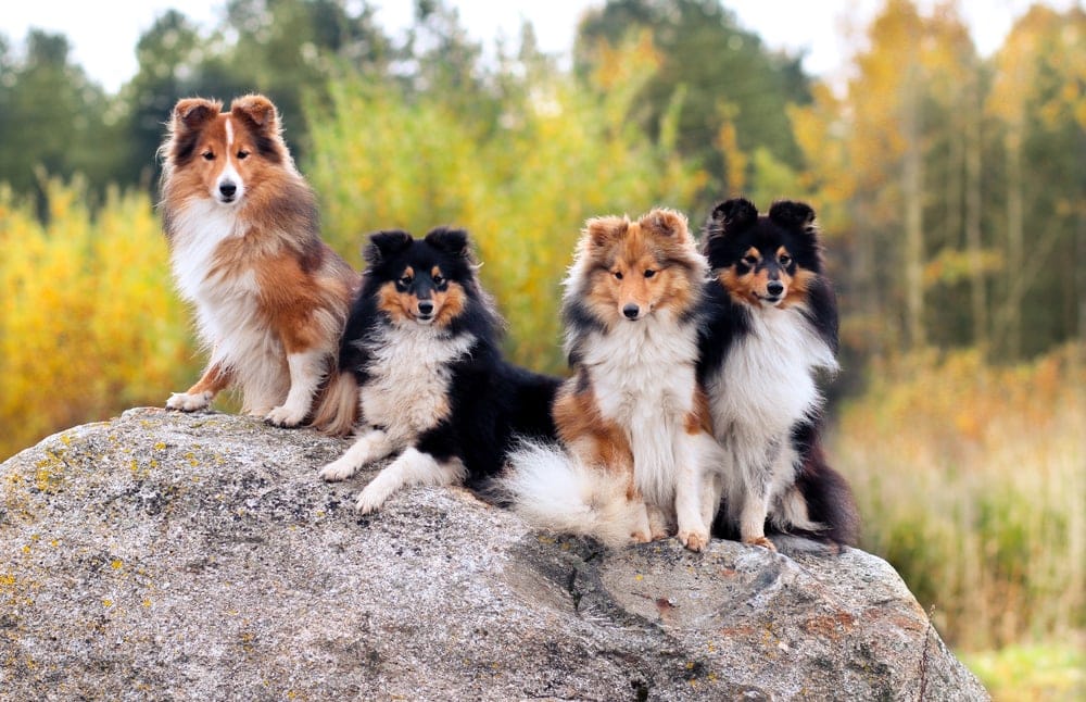 shelties in forest